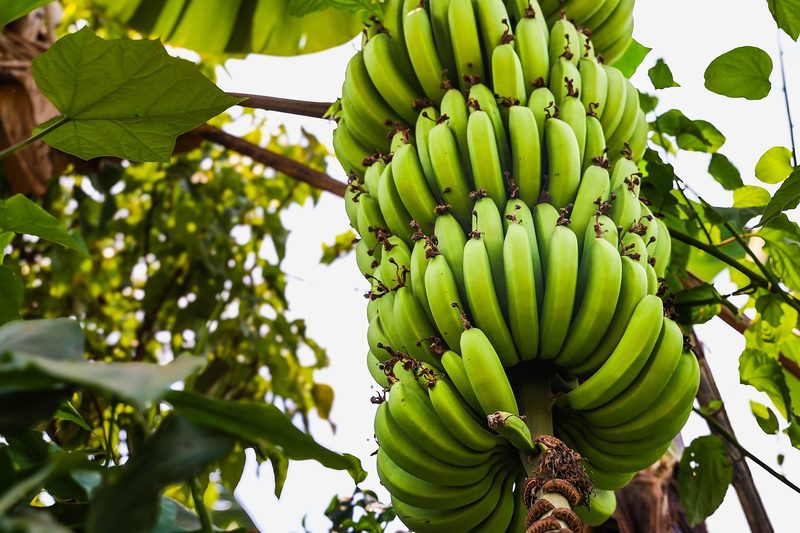 MAHAJAN'S own banana plantation Burhanpur Madhya Pradesh